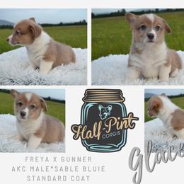 Boy 6 - male Pembroke Welsh Corgi puppy in Poteau, Oklahoma from Half-Pint Corgis