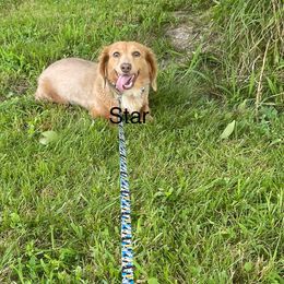 Star - Dachshund