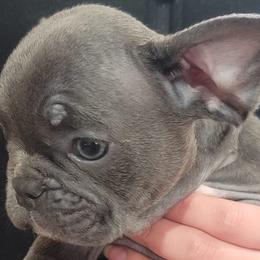 Loki - Blue French Bulldog puppy in Washington from Prime_Frenchies