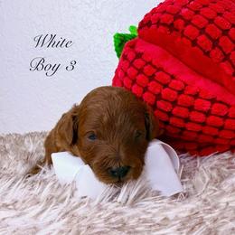 Boy 3 (White) - Red  male Poodle puppy in Miami, Florida from Katy's Toy Poodles & Doodles