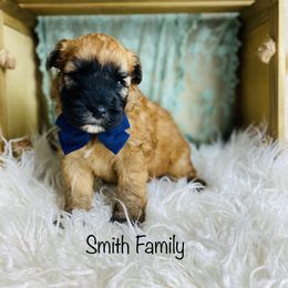 Soft Coated Wheaten Terrier Puppies from Wonderful Wheatens