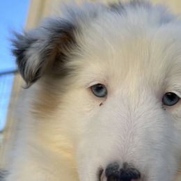 Shetland Sheepdogs from Cedar Hill Kennels