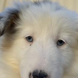Shetland Sheepdogs from Cedar Hill Kennels