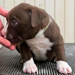 Chocolate Female 1 - Chocolate tri-color female American Bully puppy in Lexington, Kentucky from Deuce's Den