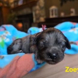 Zoey - Merle female Cavapoo puppy in Blackfoot, Idaho from Draper Mountain Doodles
