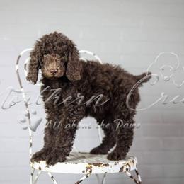 Poodle Puppies from Northern creek standard poodles