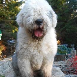 Great Danes and Old English Sheepdogs from Shari Skory's Great Danes & Old English Sheepdogs