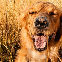Golden Retrievers from Dusty Road Kennels