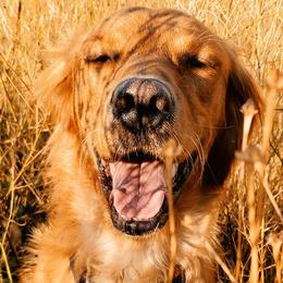 Golden Retrievers from Dusty Road Kennels
