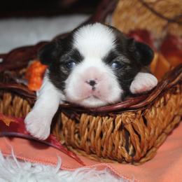 Teddy - Tricolor male Shih Tzu puppy in Puyallup, Washington from Sugar and Spice Shih Tzu