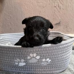 Purple collar girl - Black female Scottish Terrier puppy in Nickelsville, Virginia from Pecan Creek