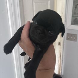 Boy 1 - Black male Pug puppy in New Ipswich, New Hampshire from Fox Farm Kennel