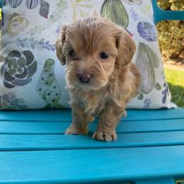 Maltipoo Puppies from Piper N Penny