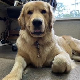 Golden Retrievers from River Down Goldens