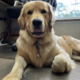 Golden Retrievers from River Down Goldens