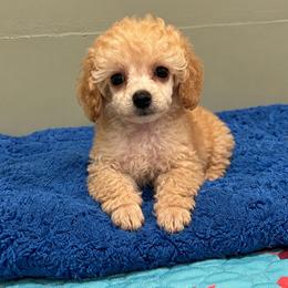 Malibu - Red  male Poodle puppy in Wharton, Texas from In the Red Poodles