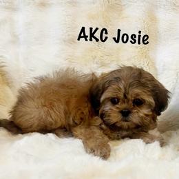 AKC Josie - Red female Shih Tzu puppy in Greenville, South Carolina from Babyface Shih Tzu