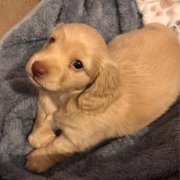 Abner - Cream male Dachshund puppy in Nampa, Idaho from 208 Wiener Wiggle Butts LLC