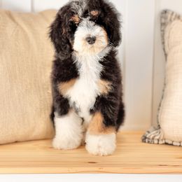 Bernedoodle, Bernese Mountain Dog, Poodle, and Sheepadoodle Puppies from My Fair Doodles