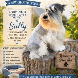 Sully - Salt and pepper male Miniature Schnauzer puppy in Silver Creek, Mississippi from Mamie’s Minis, LLC