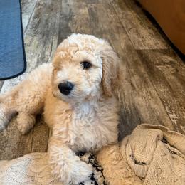 Dasher - Cream male Goldendoodle puppy in Indian Mound, Tennessee from Dana Walters