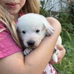 Xena - White female German Shepherd puppy in Perkasie, Pennsylvania from Twila Ruth Herot