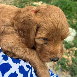 Caramel - Caramel red female Labradoodle puppy in Montrose, Colorado from Ithilien Labradoodles