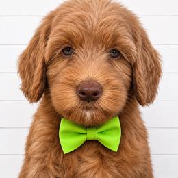 Lewis - Caramel male Australian Labradoodle puppy in Pella, Iowa from Iowa's Lake Park Labradoodles