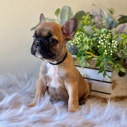 French Bulldog Puppies from Shining K Ranch