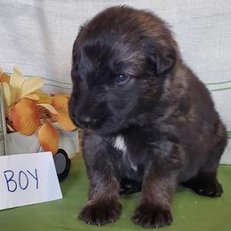 Light Blue Boy - Gray sable male Shiloh Shepherd puppy in Caneadea, New York from Strauss Haus Shepherds