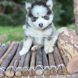 Rocco - Gray and white male Pomsky puppy in Coos Bay, Oregon from Ocean View Pomskies