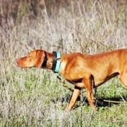 Vizsla All Grown Up from Dollys Rust Red Vizslas