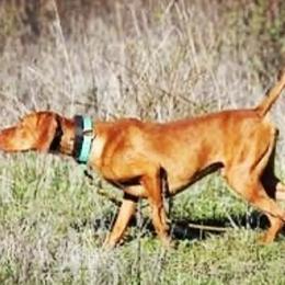 Vizsla All Grown Up from Dollys Rust Red Vizslas