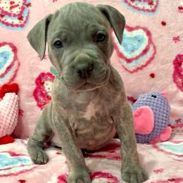 Uh-Huh-light blue - Brindle male Companion Cross puppy in Calimesa, California from Teakwoodpoodleofsocal