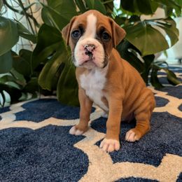 Gray - Fawn female Boxer puppy in Athens, Georgia from Classic City Boxers