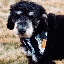 Picasso  - Poodle