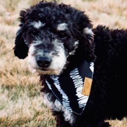 Picasso  - Poodle
