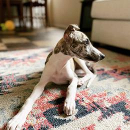 Whippet Puppies from Smithfield Park