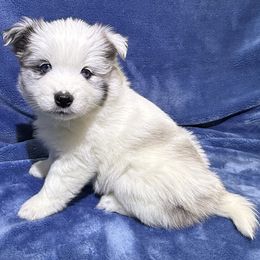 Pumpkin - Merle female Pomsky puppy in Hudson, New Hampshire from Granite State Pomskies