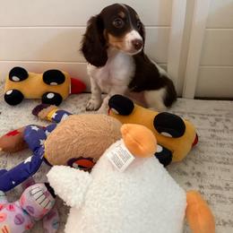 Chocolate and tan longhair female - Piebald female Dachshund puppy in Manteca, California from Sweet and Low Dachshunds