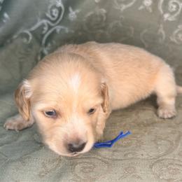 Royal collar - Cream male Dachshund puppy in Lexington, Oklahoma from BooneDox Miniature Dachshunds