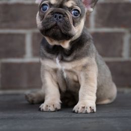 American Bully and French Bulldog Puppies from Obduro Bullies and Frenchies