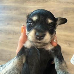 Oakley - Black and cream male Dachshund puppy in Salem, Oregon from Longdox Mini Dachshunds