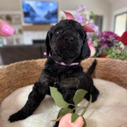 Lilac collar - Phantom female Goldendoodle puppy in Indiahoma, Oklahoma from Farm Fresh Doodles