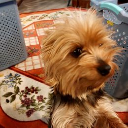 Roscoe - Yorkshire Terrier