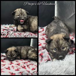 Manhattan - Agouti and white male Siberian Husky puppy in Bloomfield, Indiana from Paiges lil huskies