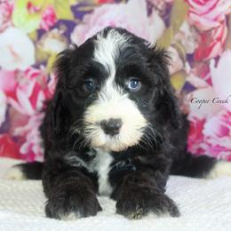 Coraline - Black and white female Sheepadoodle puppy in Lowry City, Missouri from Cooper Creek Puppies