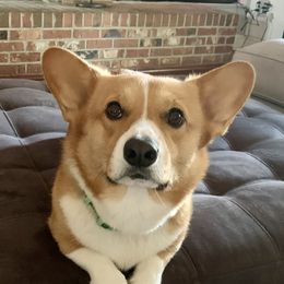 Rocky - Pembroke Welsh Corgi