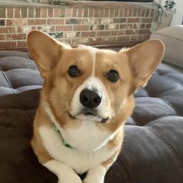 Rocky - Pembroke Welsh Corgi