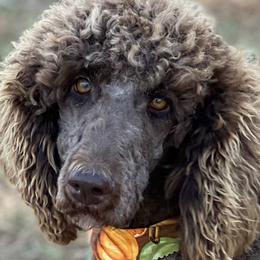Same - Goldendoodle